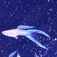 【百萬魚坊】純種孔雀魚