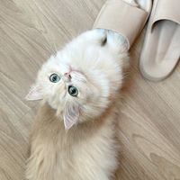 昴貓寵物用品飼料團購/新市寵物用品團購