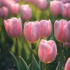 🌷全国30代🌷同世代R∞M🌷ライブトーク🌷楽しい雑談🌷昭和＆平成 生まれ🌷