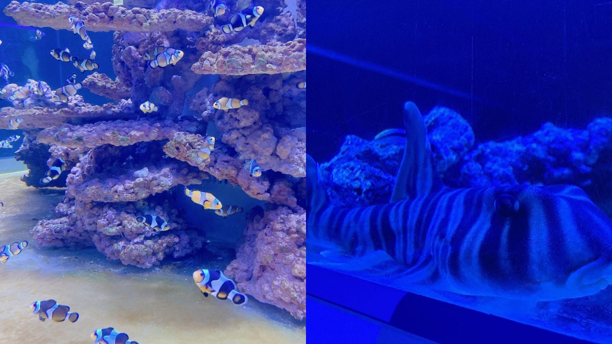 北北基首座「潮境智能海洋館」預計將在3月開幕！