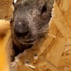 エキゾチックアニマルふれあいパラダイス不可思議