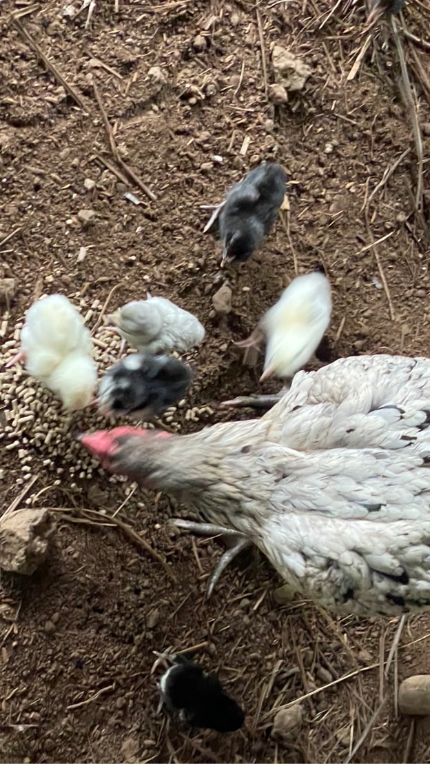 กลุ่มพัฒนา ซื้อ-ขาย ไก่ชน สุขคงฟาร์ม จันทบุรี