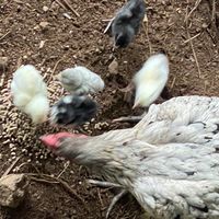 กลุ่มพัฒนา ซื้อ-ขาย ไก่ชน สุขคงฟาร์ม จันทบุรี