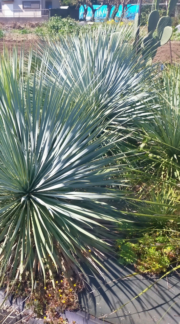 ユッカ🌴蘇鉄🌲ヤシ🌿Agave🪷塊根🌵サボテンなど植物好きの情報交換（神奈川・東京・千葉・埼玉）