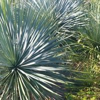 ユッカ🌴蘇鉄🌲ヤシ🌿Agave🪷塊根🌵サボテンなど植物好きの情報交換👉Crazy Gardeners