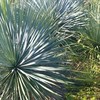 ユッカ🌴蘇鉄🌲ヤシ🌿Agave🪷塊根🌵サボテンなど植物好きの情報交換（神奈川・東京・千葉・埼玉）