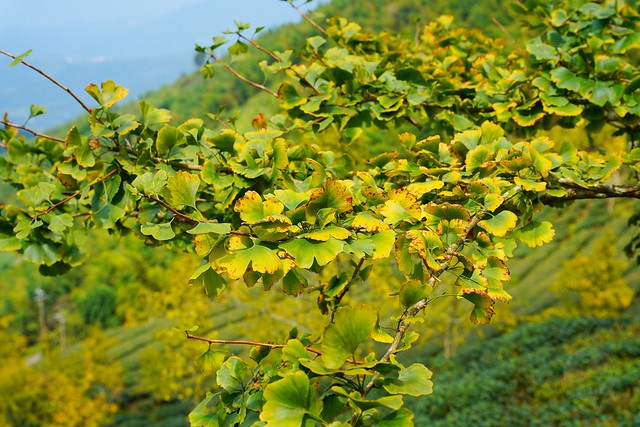 大崙山觀光茶園