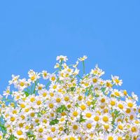 米米的代購許願池