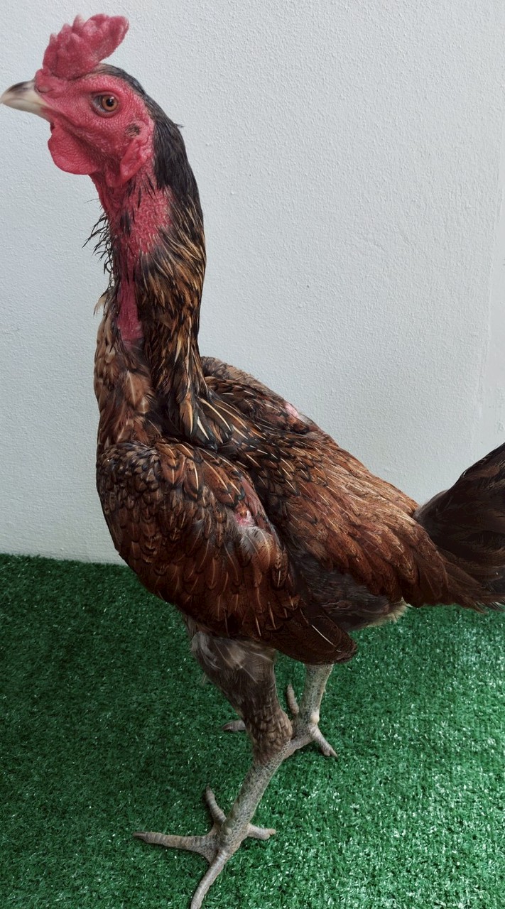 ป๋อมไก่ชนฟาร์ม