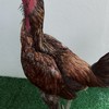 ป๋อมไก่ชนฟาร์ม