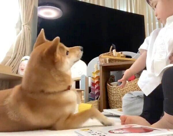 吸い寄せられるように アゴ乗せ するパグ犬 柴犬