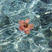 ᘏ ₊ 🎧ིྀ𐬹 da by songsaw ❀🐰 ࣪ ִֶָ ⋆