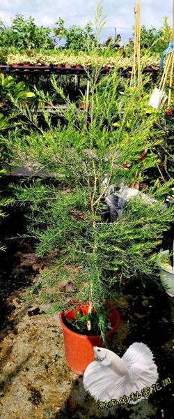 5吋盆[澳洲茶樹盆栽 高級精油原料] 活體香草植物盆栽可食用.料理或泡茶~半日照佳~ 箱子限制.無法出太高的!!!。人氣店家魚痴的秘密花園的活體植物盆栽有最棒的商品。快到日本NO.1的Rakuten樂