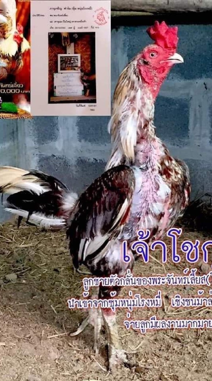 ต.พันตัน *พม่าแข้งคม*