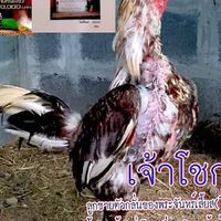 ต.พันตัน *พม่าแข้งคม*
