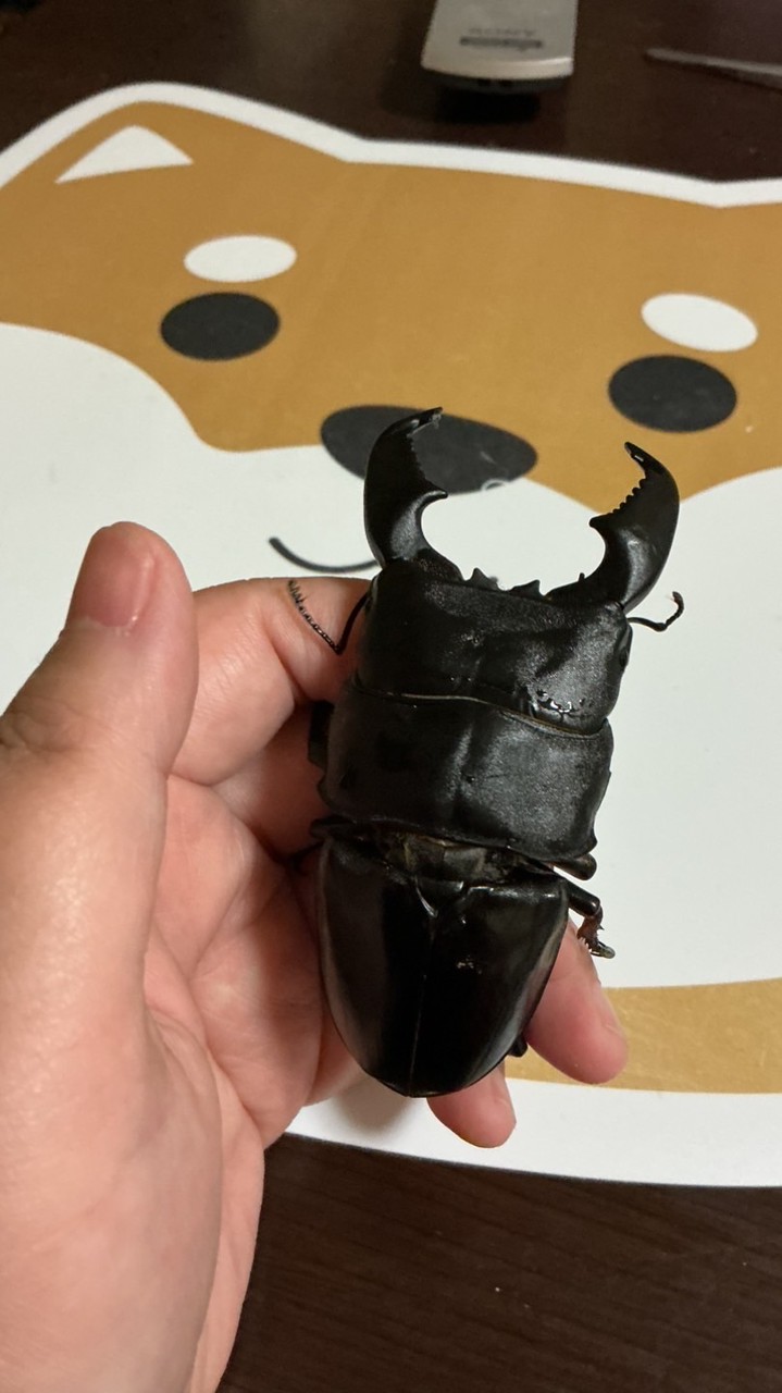 生き物係り