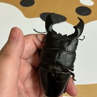 生き物係り