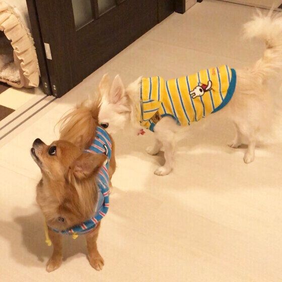 痛みを感じてる 犬が抱っこを嫌がるときに考えられる理由