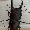 クワガタライフ