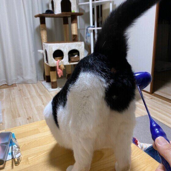 知っておいて 猫がお尻を高くあげるときの心理2つ