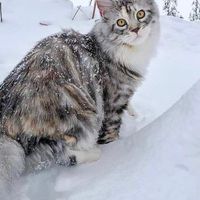 那隻貓