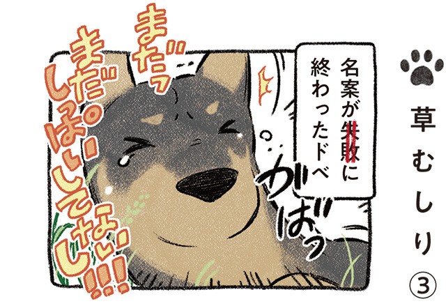 かまって作戦がことごとく失敗 あきらめないドベがひらめいた 次なる一手とは ドベとノラ 犬がくれた優しい世界 ダ ヴィンチweb