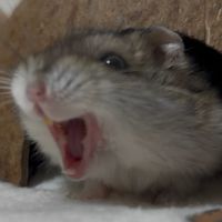雑談ライトする！