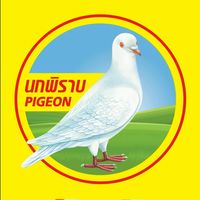 ตรานกพิราบ Tiktok Creator (Tiktok Affiliate)