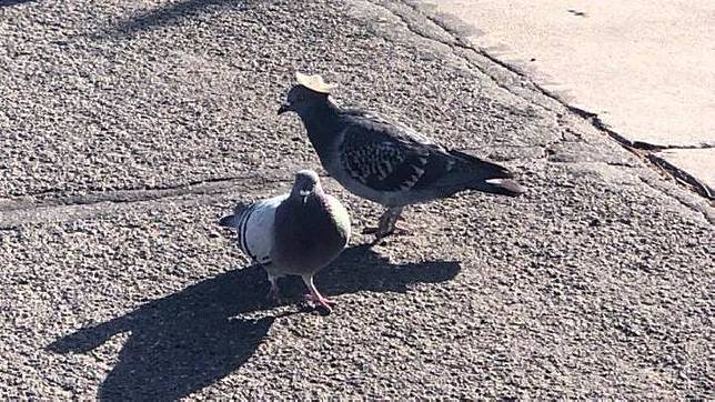 Burung Dara Pakai Topi Sombrero Kecil Kok Bisa