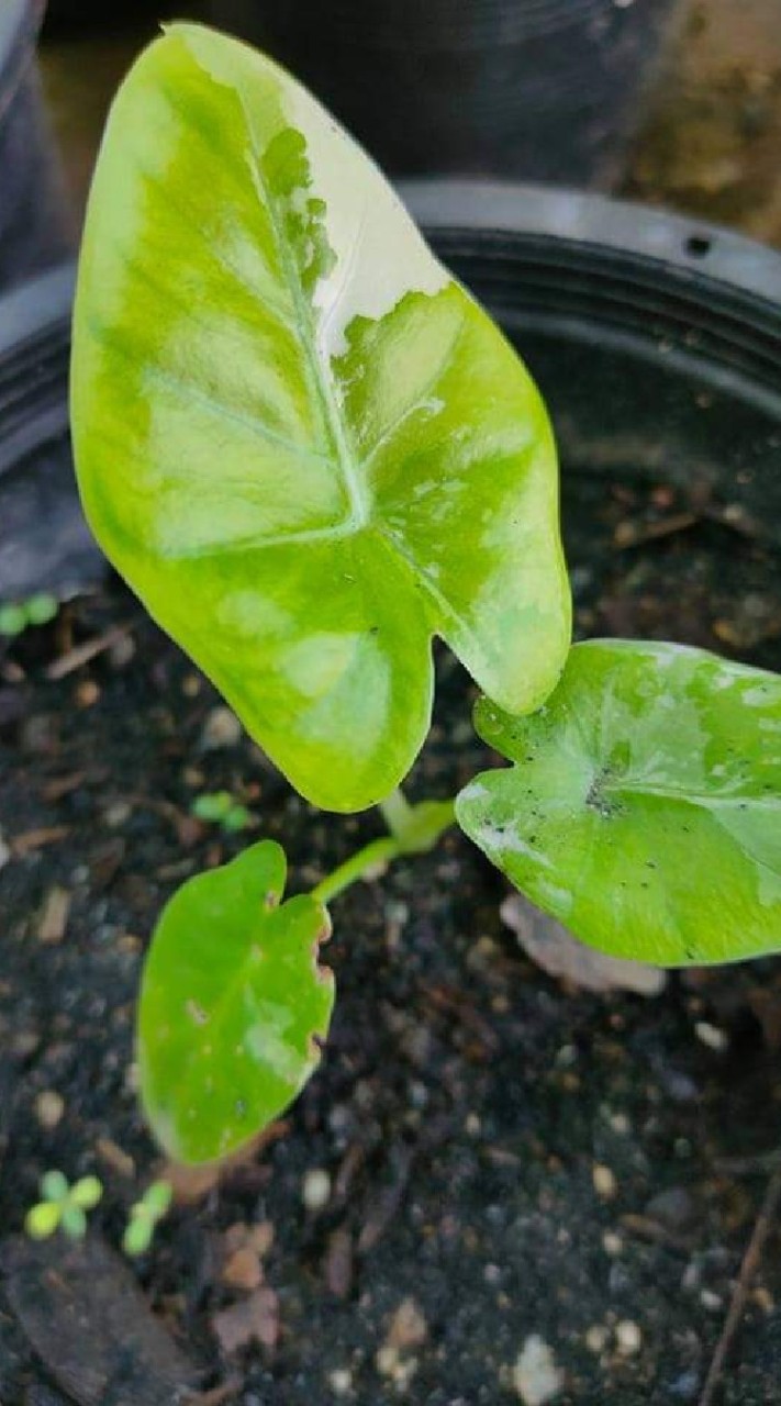 กล่องสุ่มต้นไม้มงคลจิ๋ว 🌱 (หายาก)