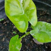 กล่องสุ่มต้นไม้มงคลจิ๋ว 🌱 (หายาก)