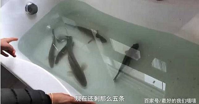 封閉管理有妙招！武漢女「浴缸養魚」：活的才好吃