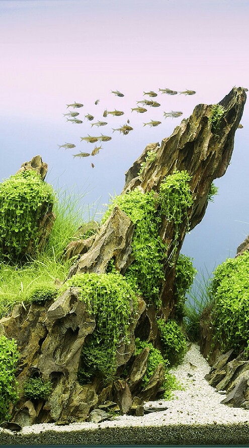 OpenChat aquascape idn