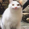 BL排少、咒術迷聚集地