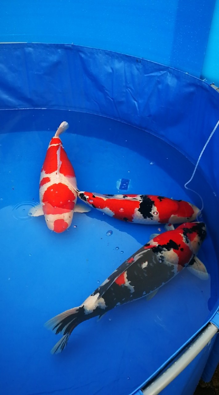 koi auction by princess