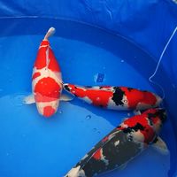koi auction by princess