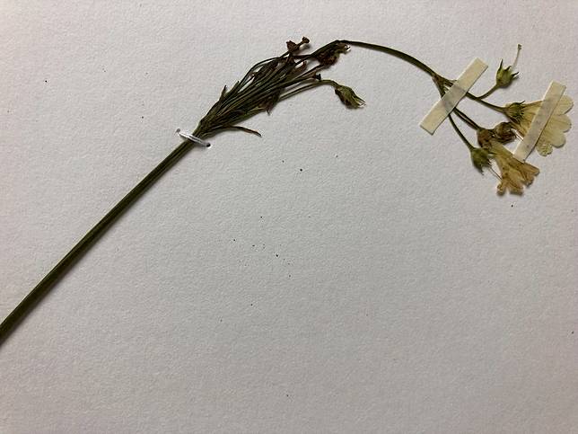 全球每8秒誕生一份植物標本大自然的時空館藏千元鈔上的塔塔加薊 驗明正身 就靠它 環境資訊中心 Line