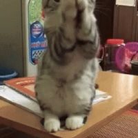 โซแซด•~•