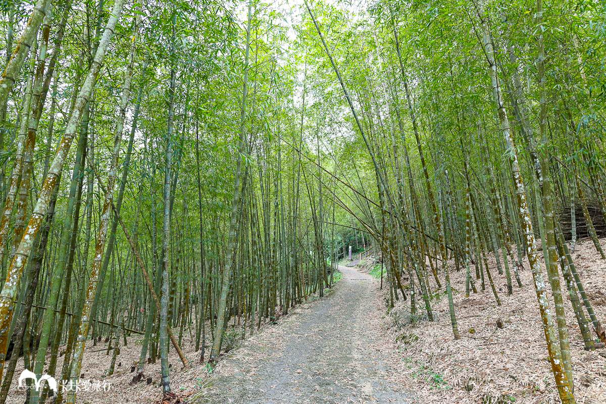 嘉義最消暑玩法！２大瀑布祕境＋10條森林步道：阿里山五星級步道、嵐山竹林