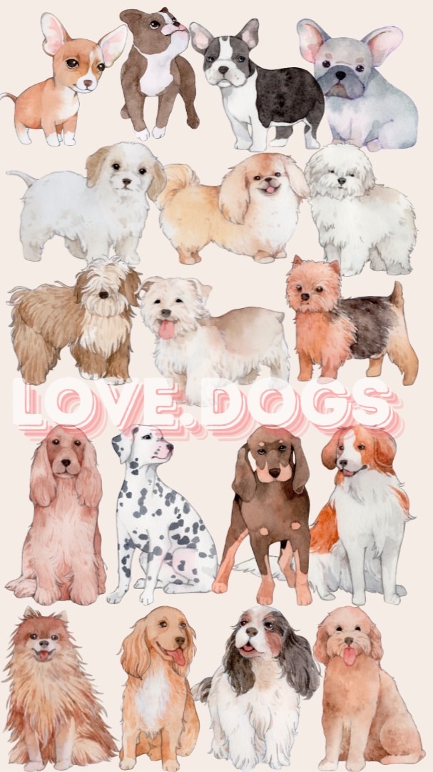 🐶汪星人同樂會🦴狗狗日常交流｜營養保健｜好物開箱｜寵物餐廳