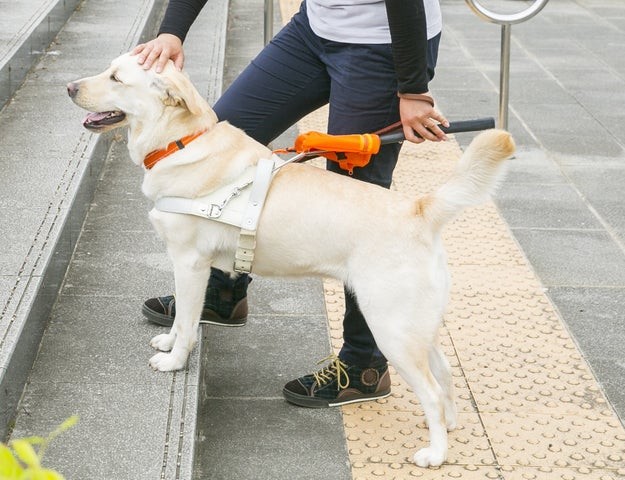 盲導犬の受け入れ拒否 コロナ禍でも いつも利用していた店で 外につないでおいて