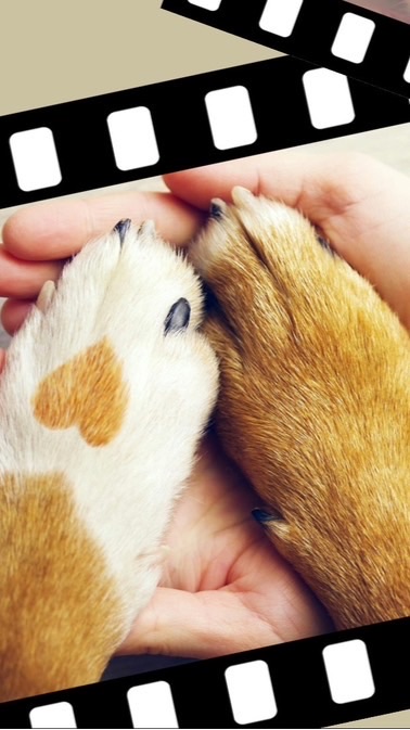 幕張ベイ飼い主ぼうさいクラブ