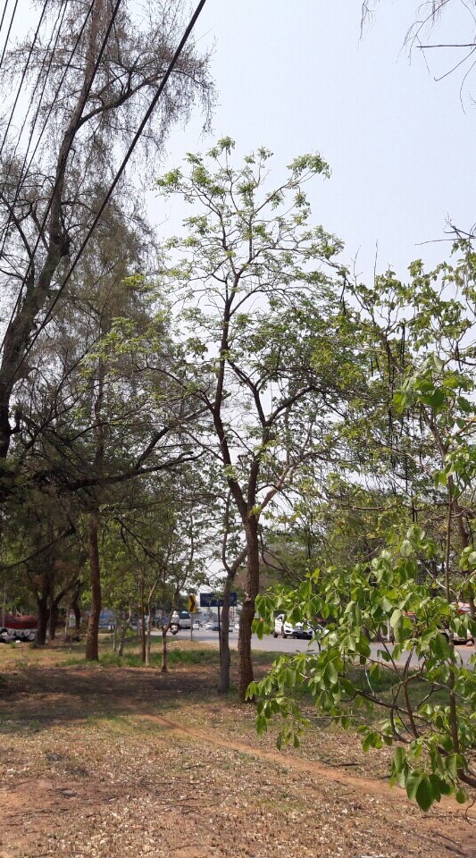 ร่วมพัฒนาเมืองชัยภูมิ
