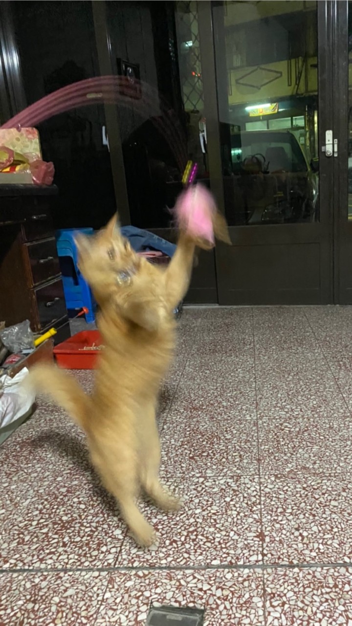 臭臭小咪後援會