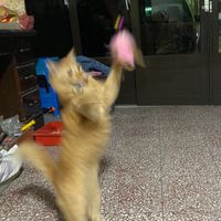 臭臭小咪後援會