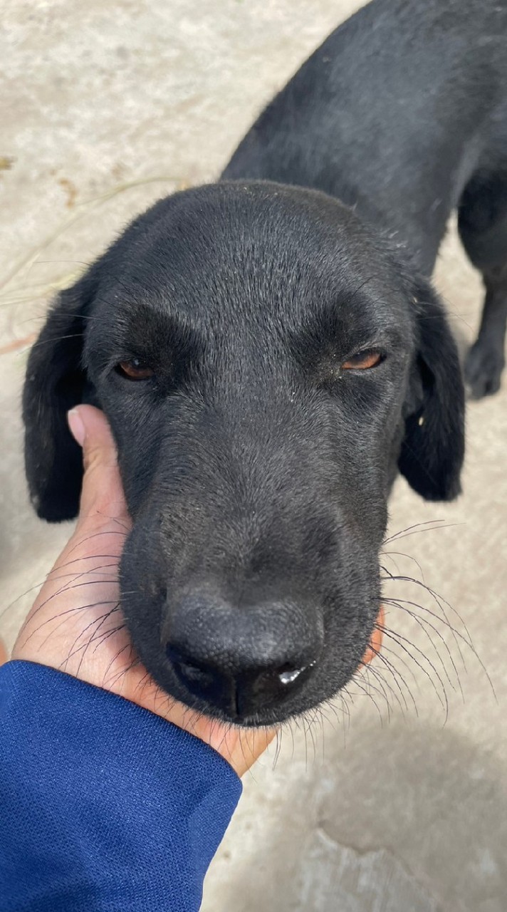 คนเลี้ยงหมา/แมว