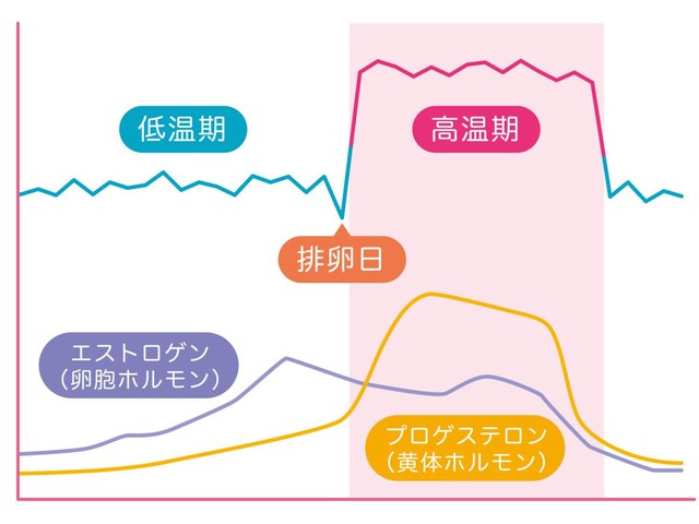 基礎 体温 下がっ た 生理 こない