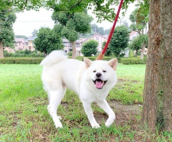 秋田犬の 子犬時代 今 成長スピードに驚き