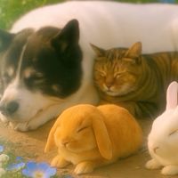 ペットロスでもいい～泣いて泣いて、少しずつ笑える日を～