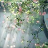 淺夏詩韻｜古風對戲